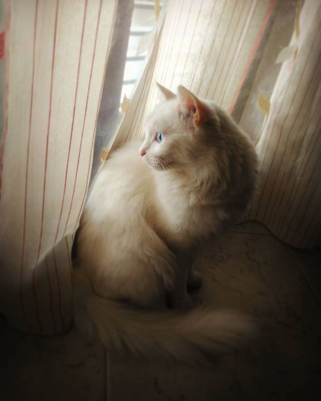 la più bella del reame