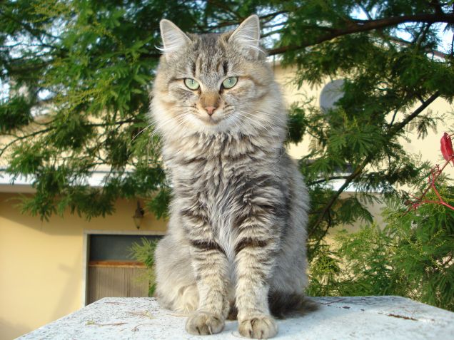 La mia Camillona qualche anno fa....