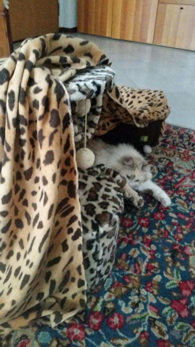 La principessa nel suo castello