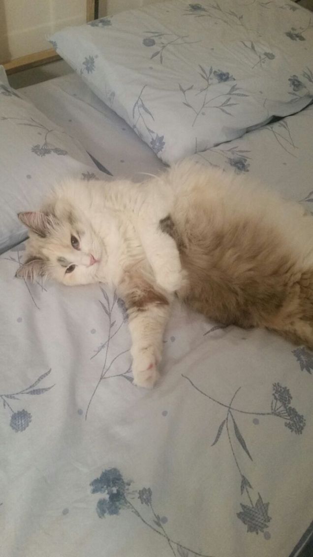 nel lettone di mamma e babbo