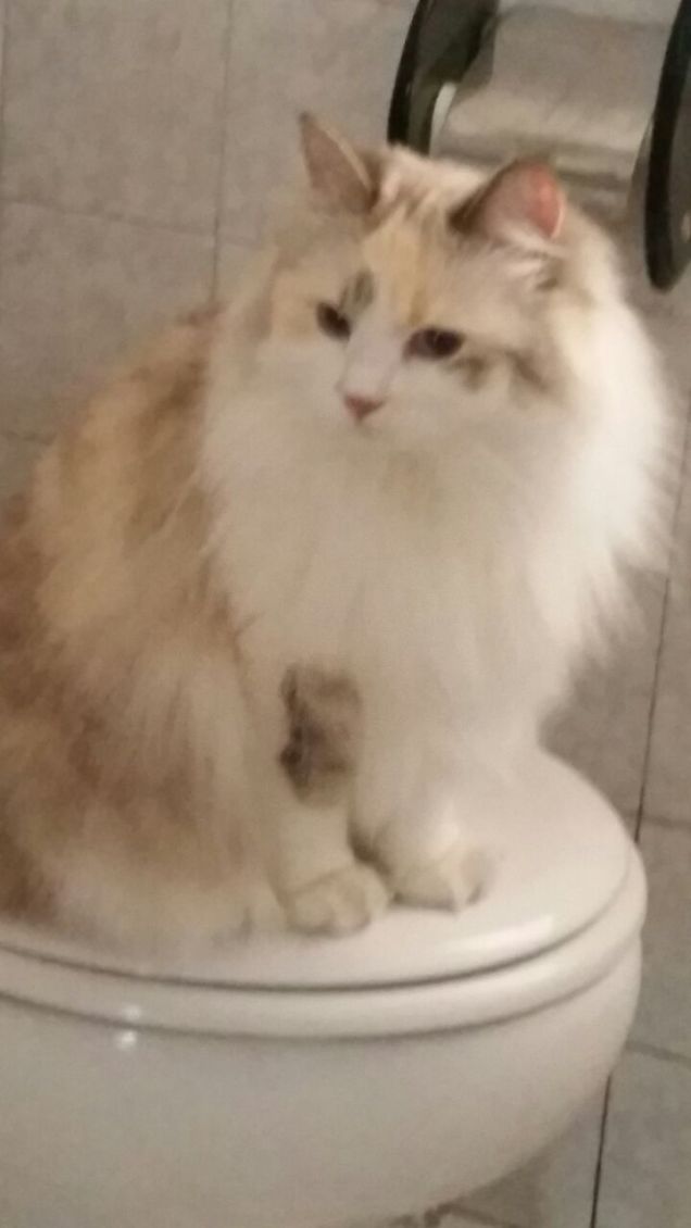 A casa del fratello grande..Matt