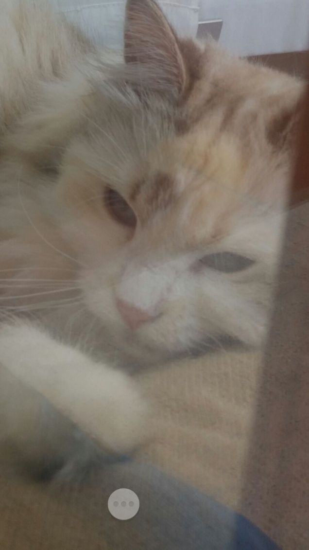 Riposino al tepore del sole autunnale