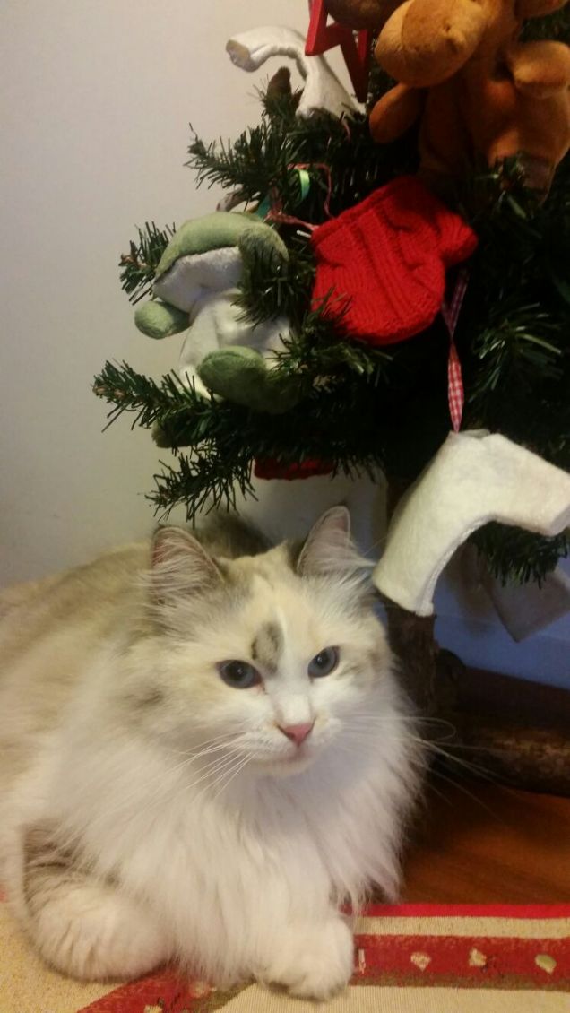 L ' albero personale di Arya