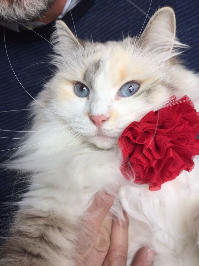 E noi che pensavamo che la perfezione non esistesse