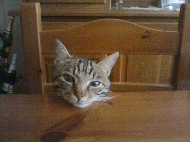 Dammi qualcosa da mangiare *_*