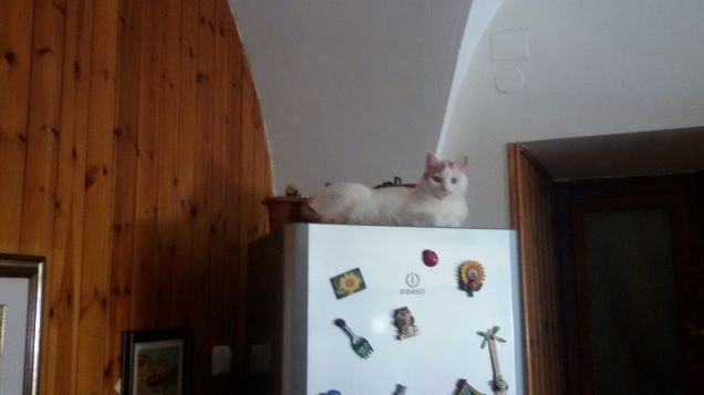 Mi è sembrato di vedere un gatto sopra il frigo