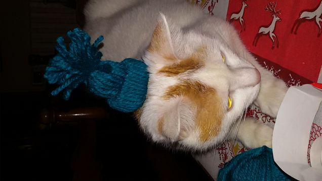 Piccolo aiutante di gattonatale