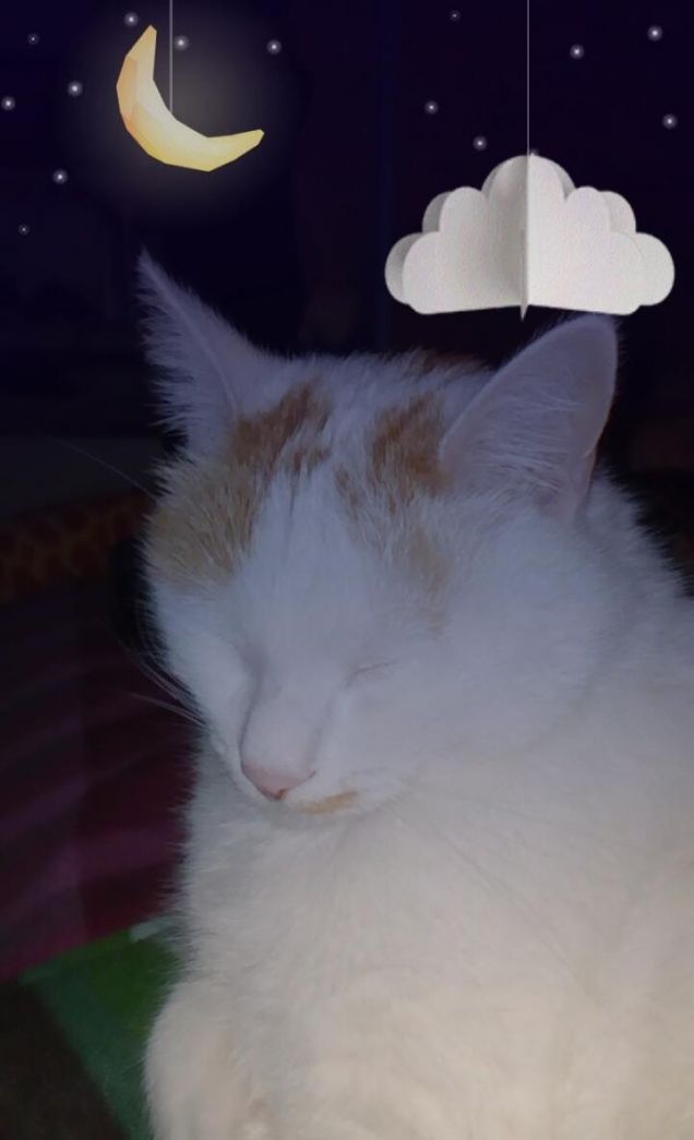 sogni d'oro amore mio 
