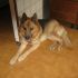 Coccolo, PASTORE TEDESCO tutto coccole!!