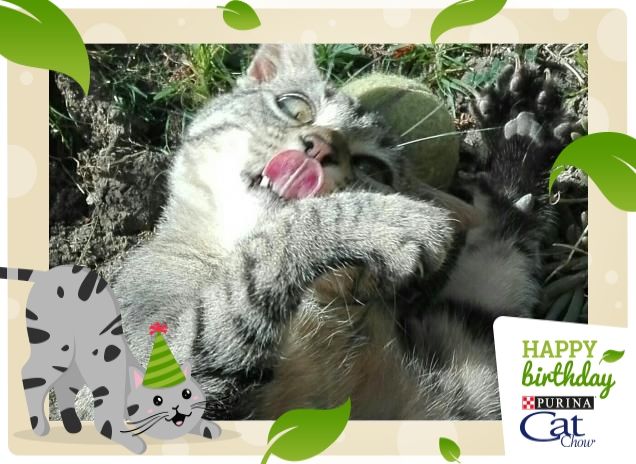 Miao a tutti da Gino :P