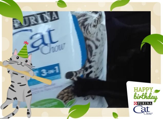 Salem loves Purina Cat Chow