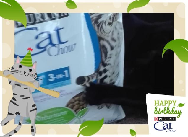 Salem loves Purina Cat Chow