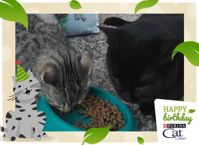Che delizia Purina Cat Chow! Da leccarsi i baffi!