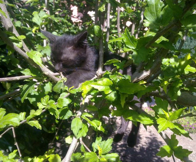 Dormendo sull'albero...