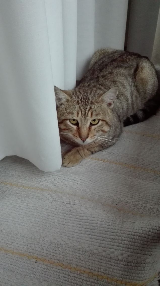 Nascosto dietro la tenda