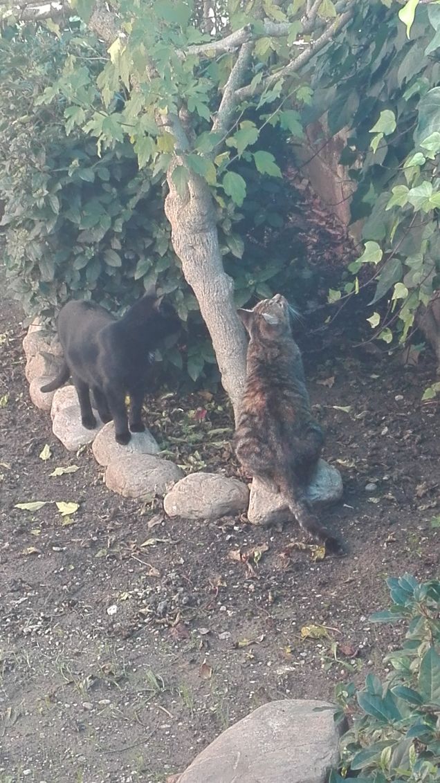 Esplorando il giardino