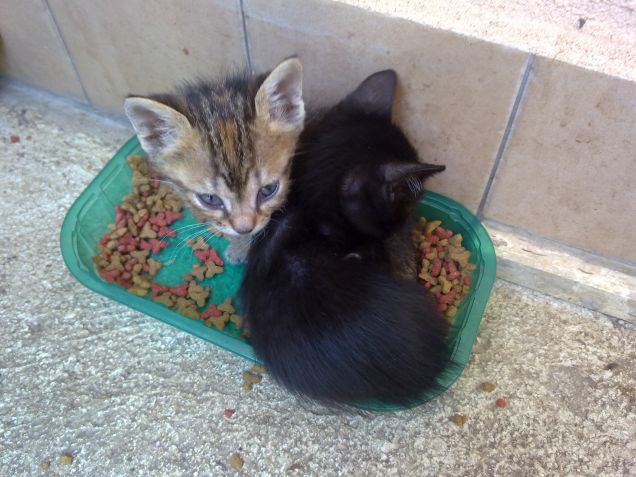 Insieme anche nella ciotola