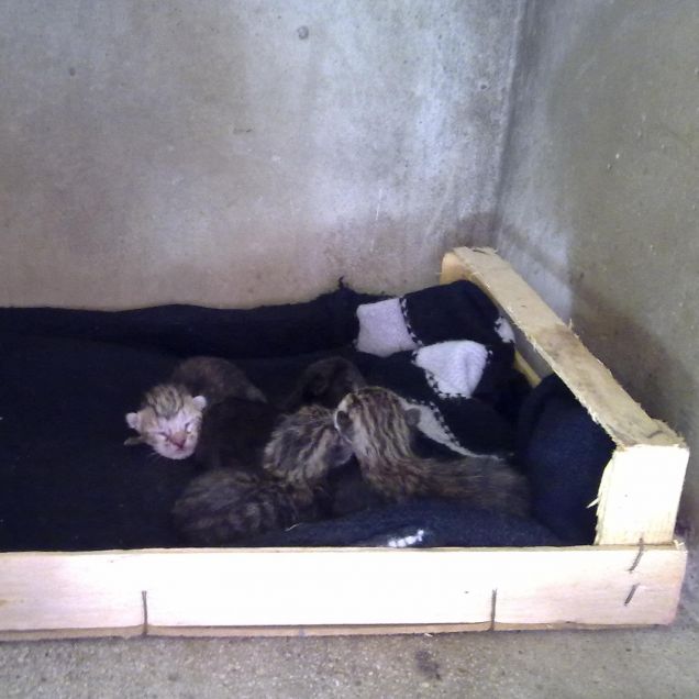 Vite appena sbocciate