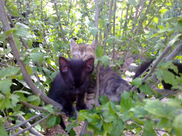 Cuccioli sull'albero