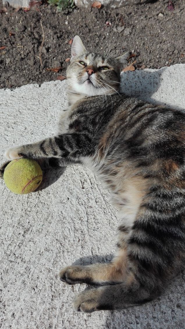 Ciotolina e la sua pallina