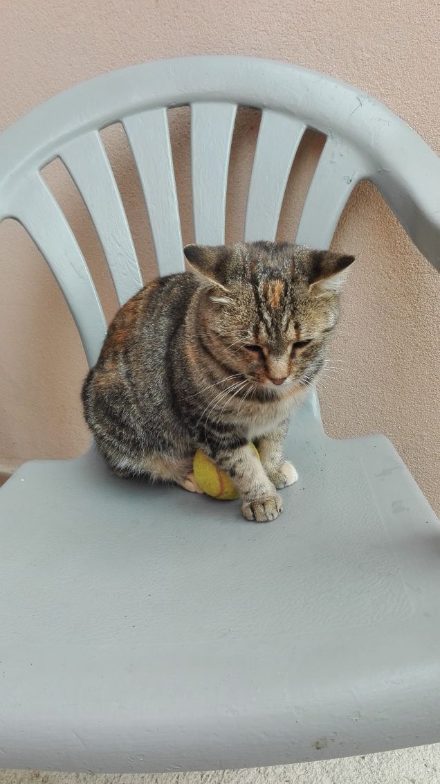 La mia pallina non si tocca!