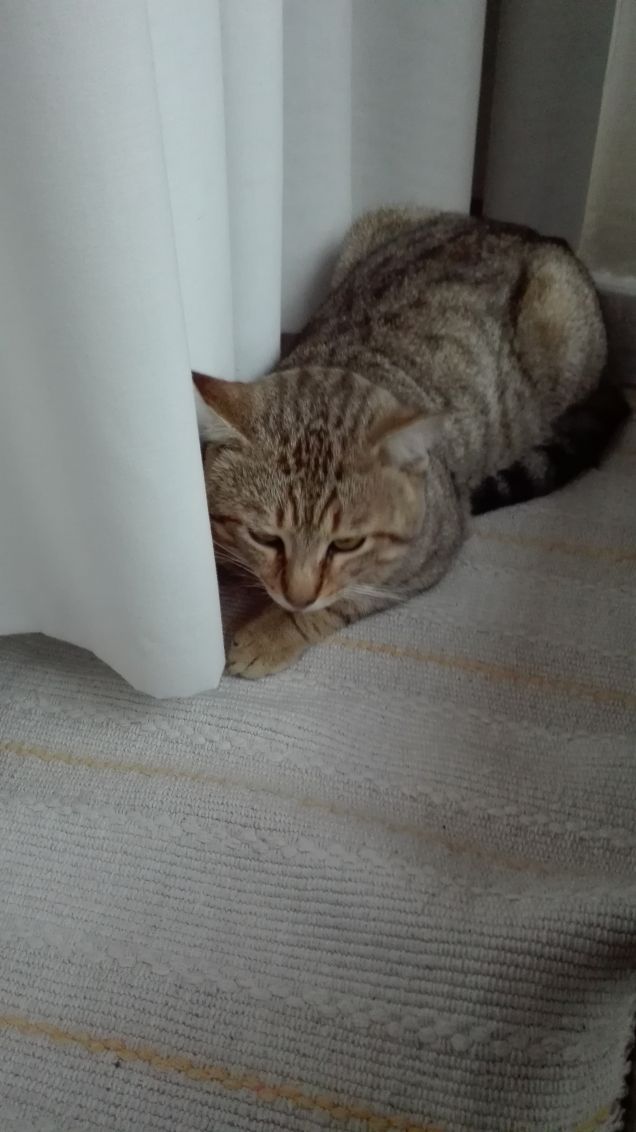 Nascosto dietro la tenda