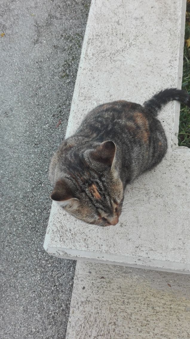 Il mio segno particolare sulla testa