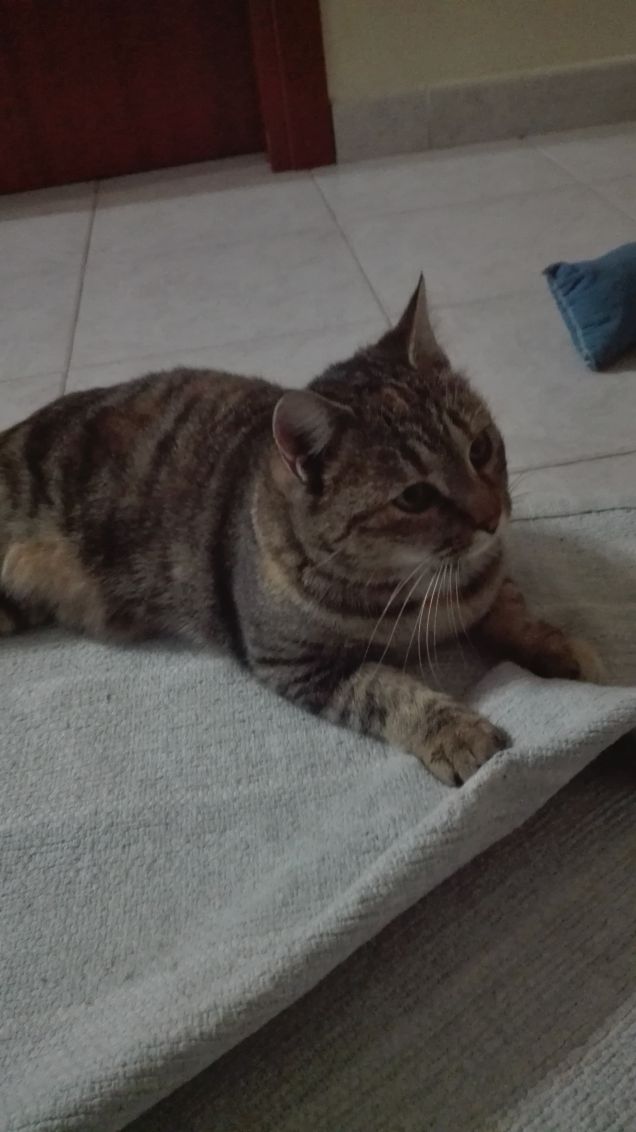 Ciotolina sul tappetino