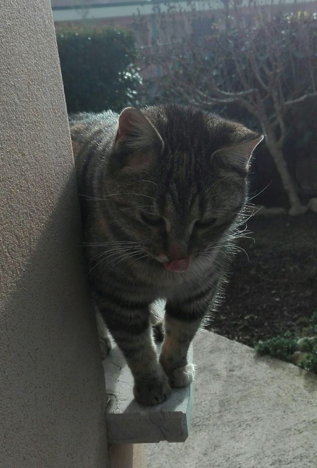 Mi tocco il naso con la lingua