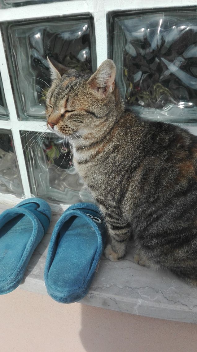 Ciotolina e le pantofole