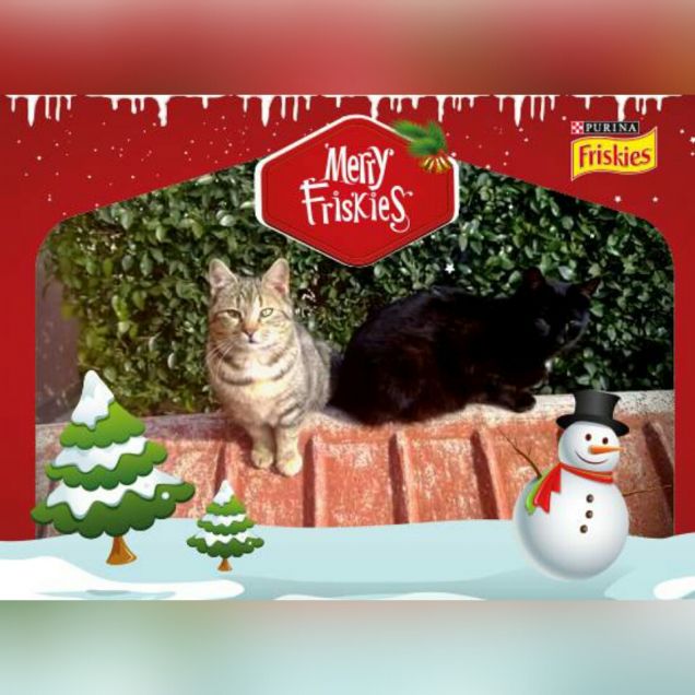 Buon Natale da Ciotolina e Nero