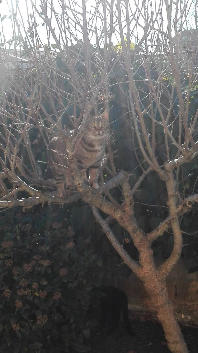 Ciotolina sull'albero