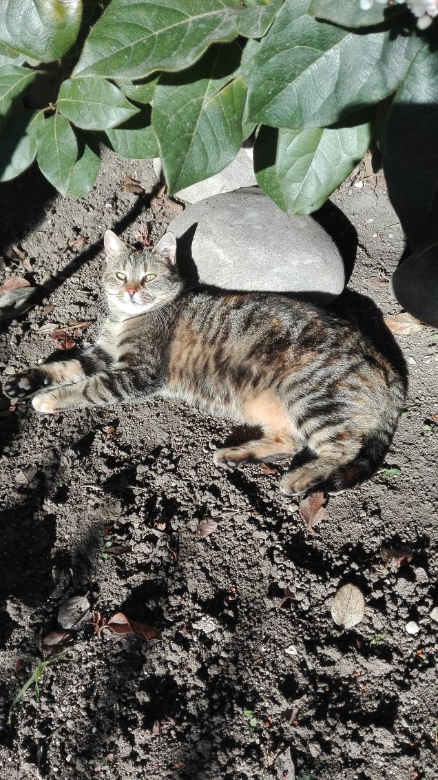 Ciotolina baciata dal sole