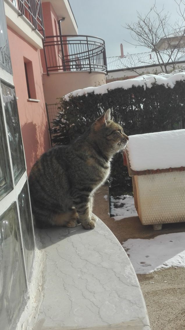 Ciotolina incantata dalla neve