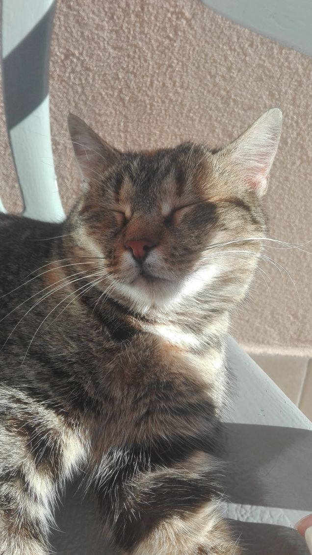 Riposino pomeridiano 