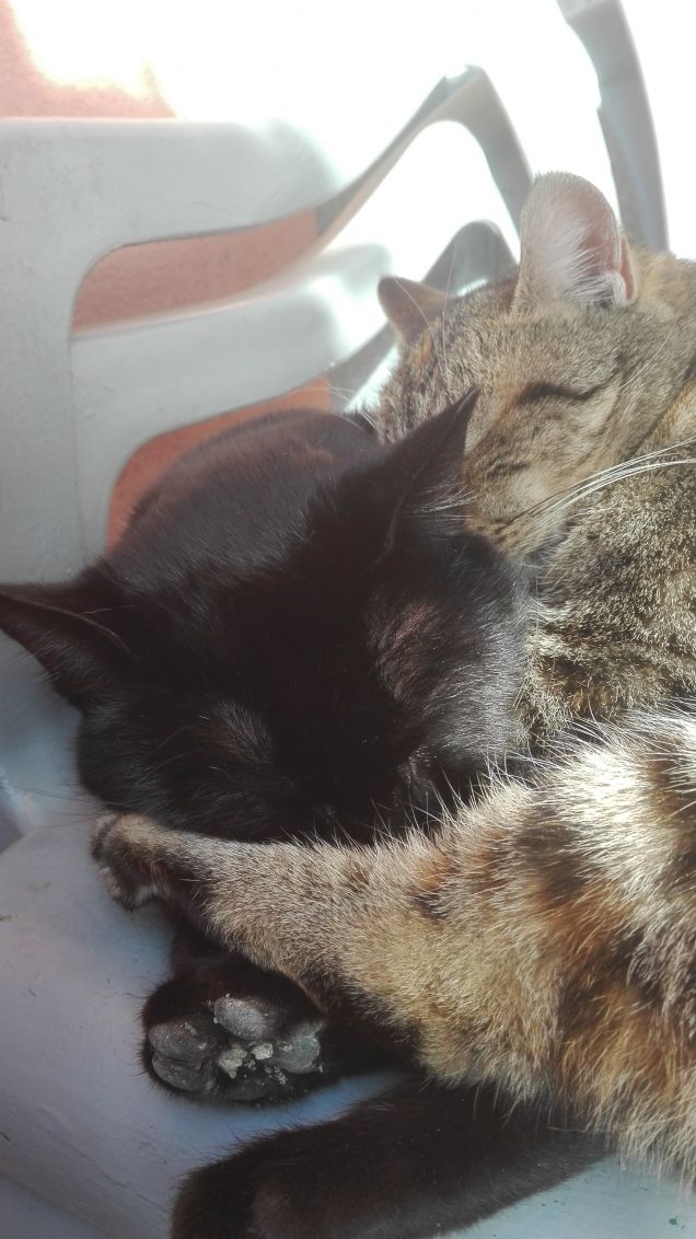 Nero dorme con la zampetta di Ciotolina sulla faccia