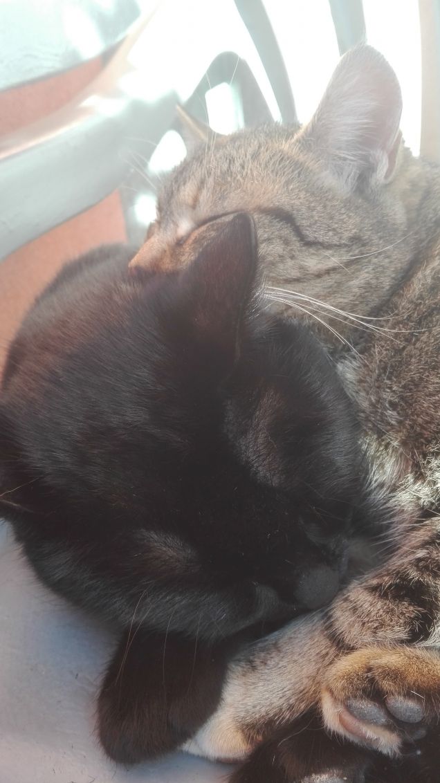 Tesorini | Petpassion
