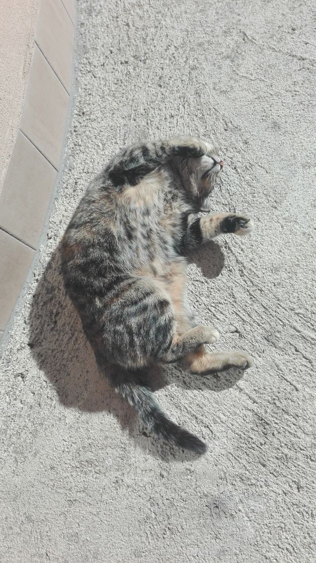 Ciotolina aspetta le coccole!!!!