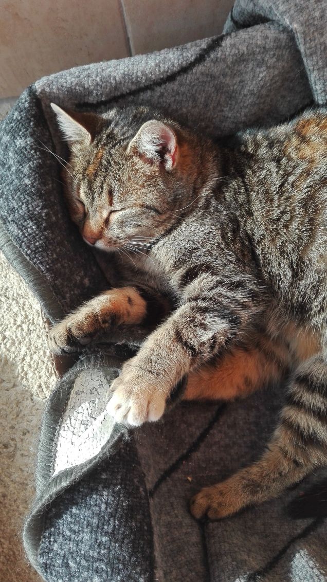 Buonanotte da Ciotolina