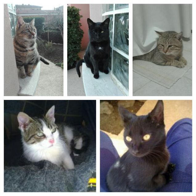 Buona festa a tutti i gatti!!!