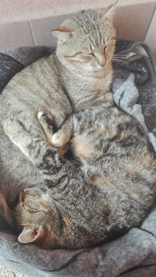 Riposino pomeridiano 