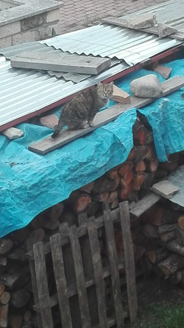 Ciotolina esploratrice