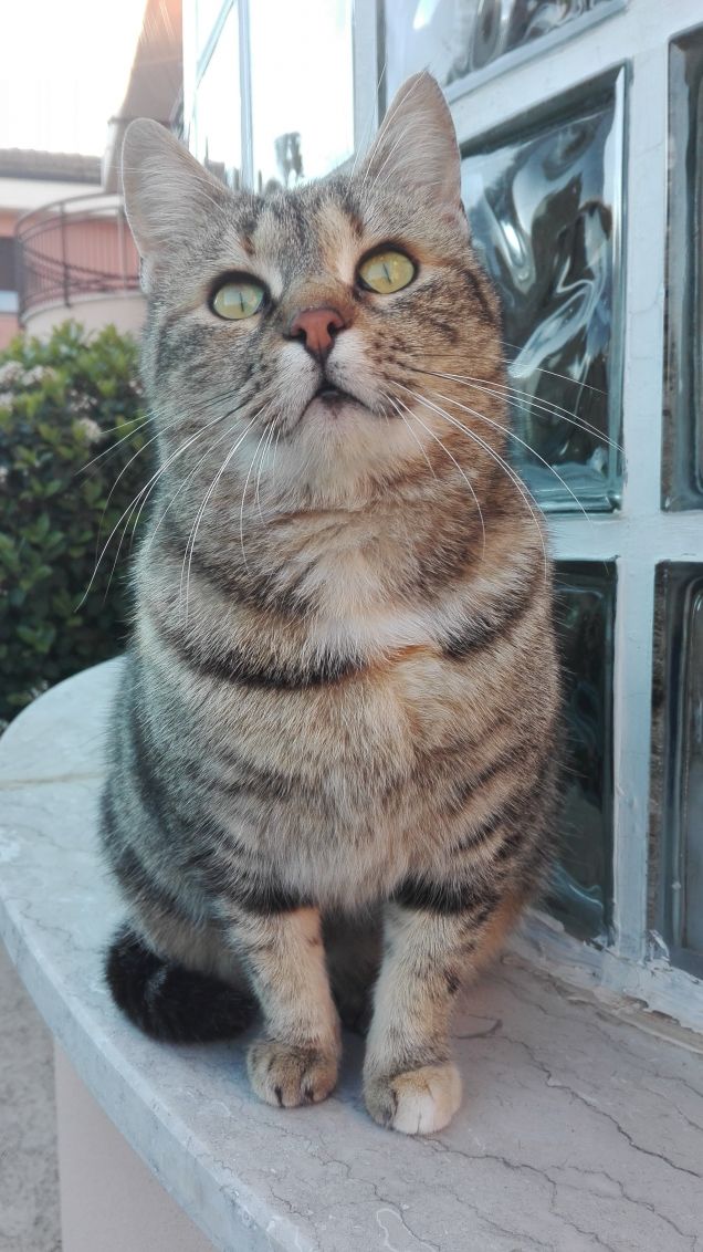 Ciotolina sognatrice