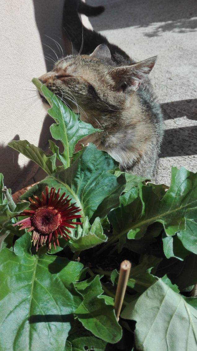 Ciotolina e la pianta