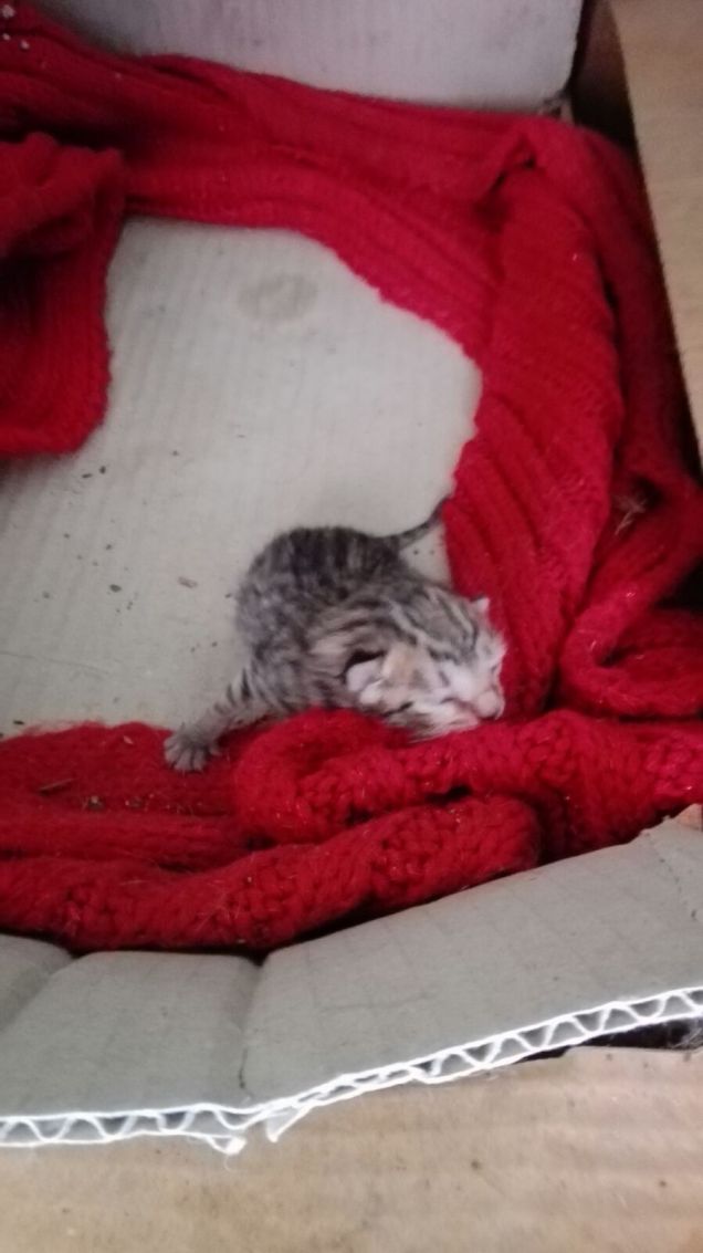 Vi presento il nuovo arrivato :)