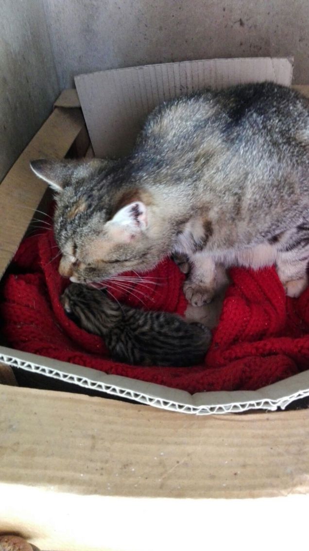 Ciotolina è molto premurosa