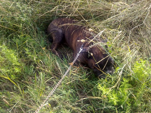 Rudy immerso nel verde