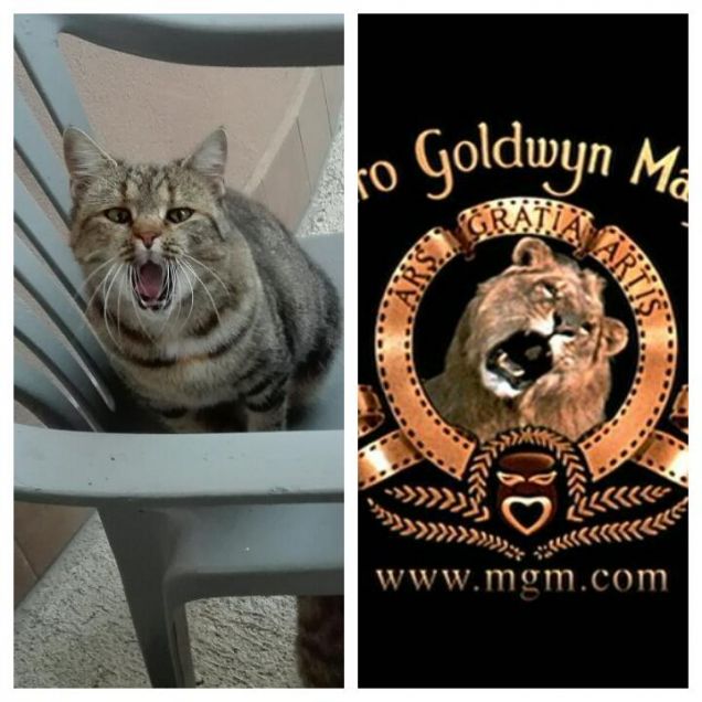 Ciotolina la leonessa