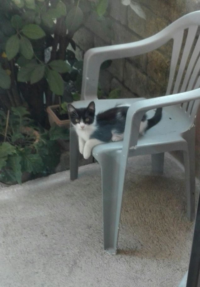 Zorro in relax