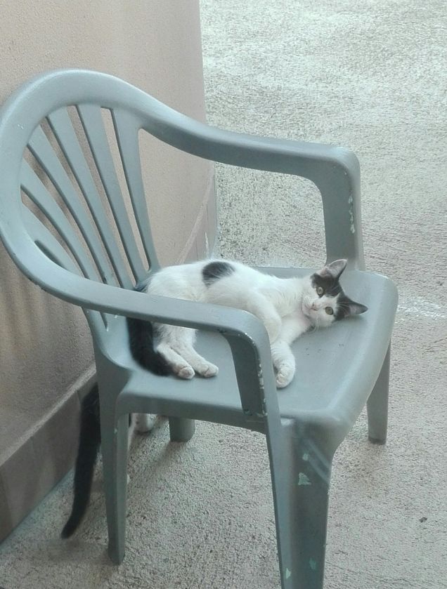 Zoe e la coda di Zorro